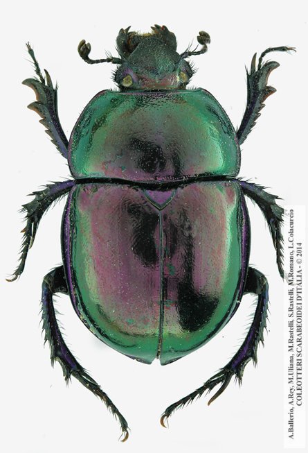 Trypocopris pyrenaeus splendens, femmina